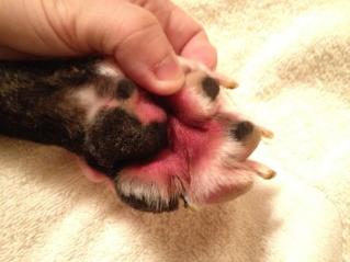 Röda tassar hos hundar.