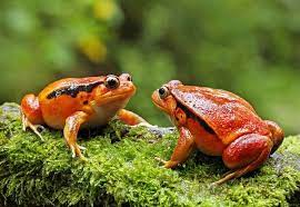 Tomato frogs.