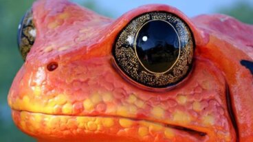 Rana tomate: hábitat y características