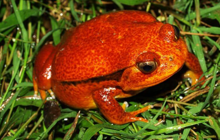 A tomato frog.
