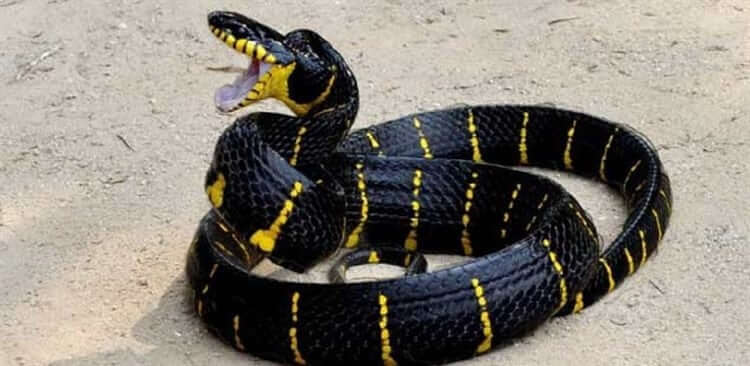 Serpiente tigre: hábitat y características