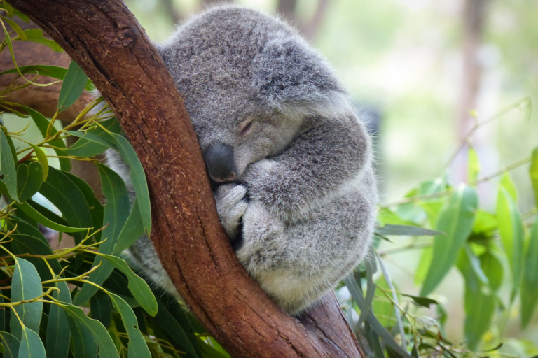 Población en grave descenso, declaran funcionalmente extinto al koala