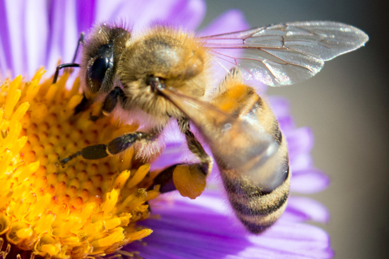 Gracias a la ayuda de la cafeína las abejas pueden recordar el olor de las mejores flores para polinizar