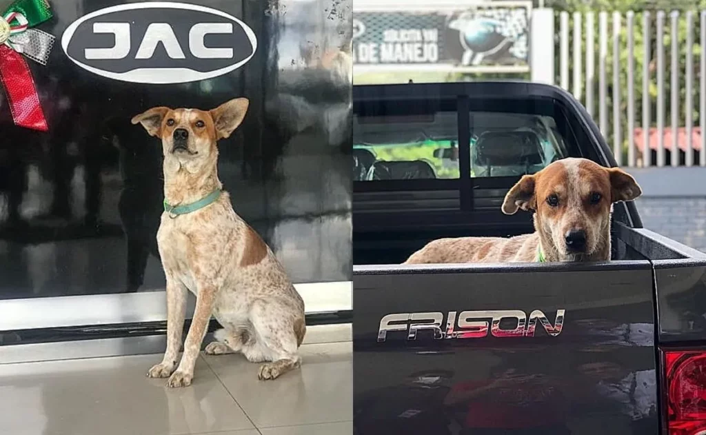 Agencia de autos adopta a un perro callejero a quien sus trabajadores alimentaban