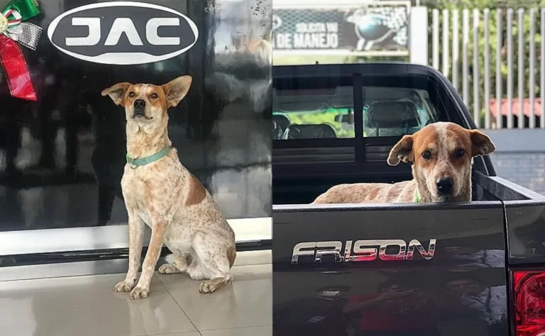 Agencia de autos adopta a un perro callejero a quien sus trabajadores alimentaban