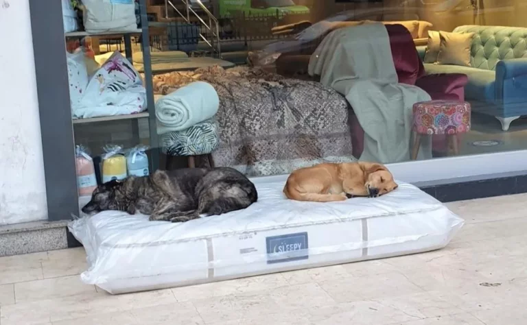 Tienda de muebles deja un colchón para que perros callejeros duerman en él