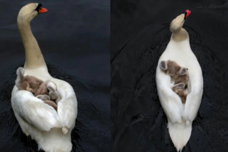 Tierna historia de un padre cisne que se hace cargo de sus crías tras la muerte de la madre