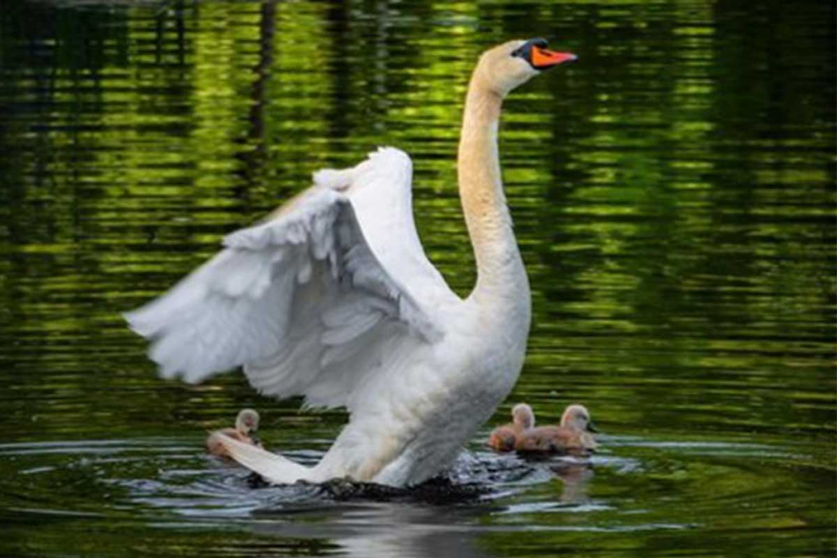 Padre cisne cuida de sus polluelos, es una tierna historia de amor