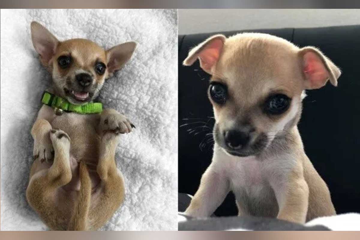 Thor es un perrito tierno que tiene los ojos de color verde con gris