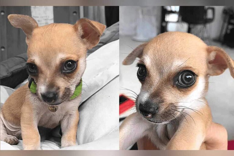 Tierno perrito llamado Thor, nació con ojos de color y tiene una mirada cautivadora