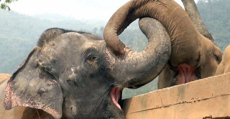 Elefanta ciega fue rescatada y al llegar a su nuevo hogar fue aceptada por la manada