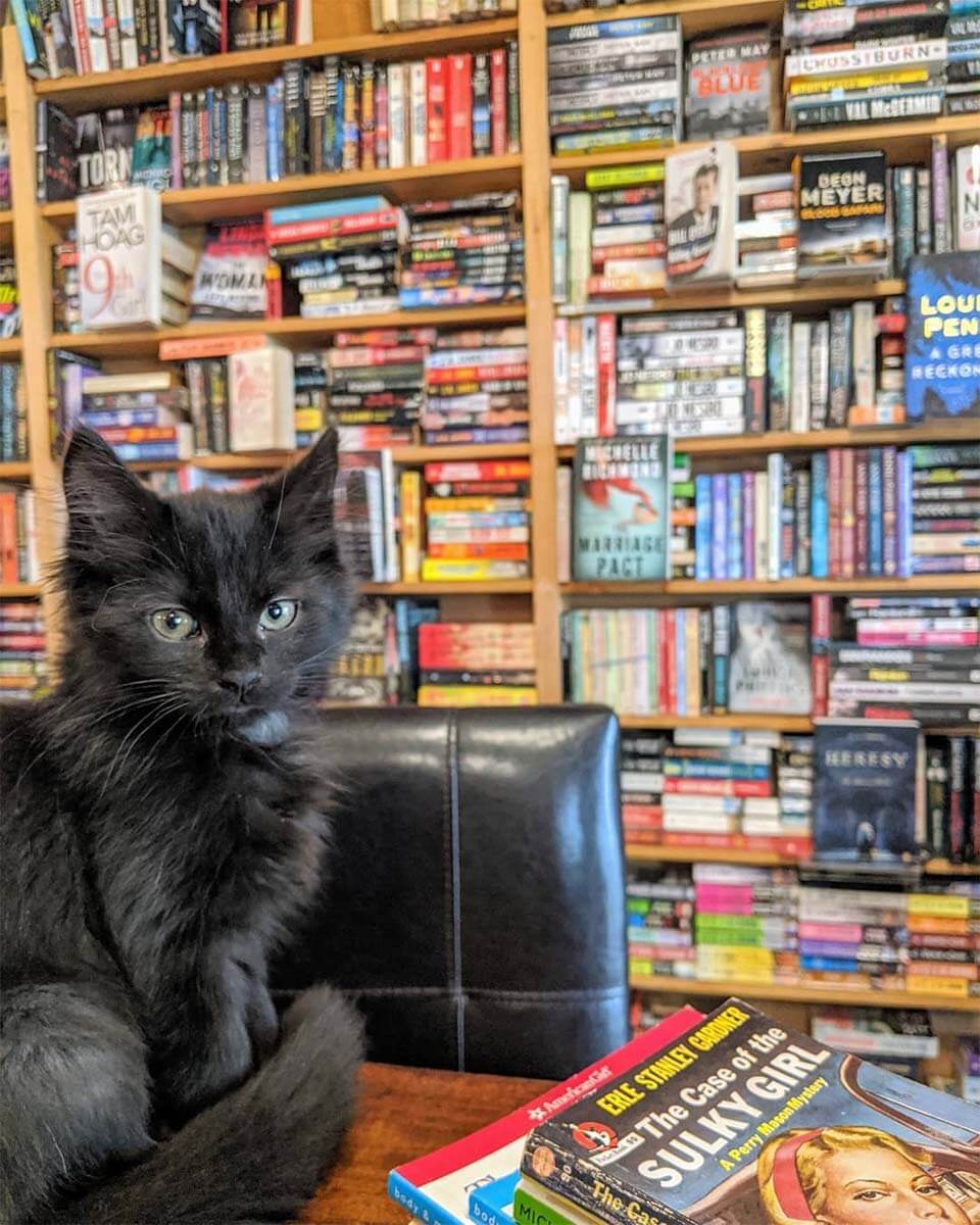 Un gato en la librería