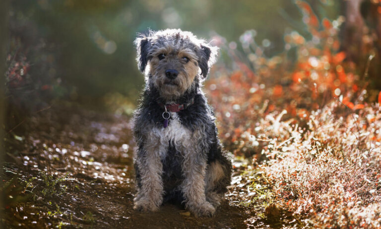 Yorkie poo: todo sobre esta raza