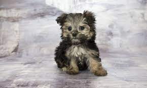 Un yorkie poo.