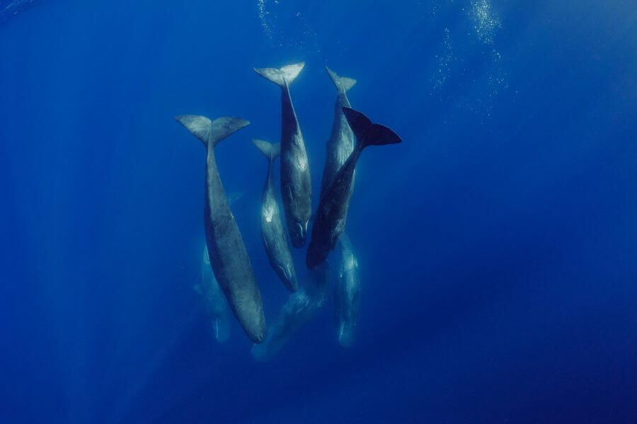 ¿Cómo nacen las ballenas y cómo es su reproducción?