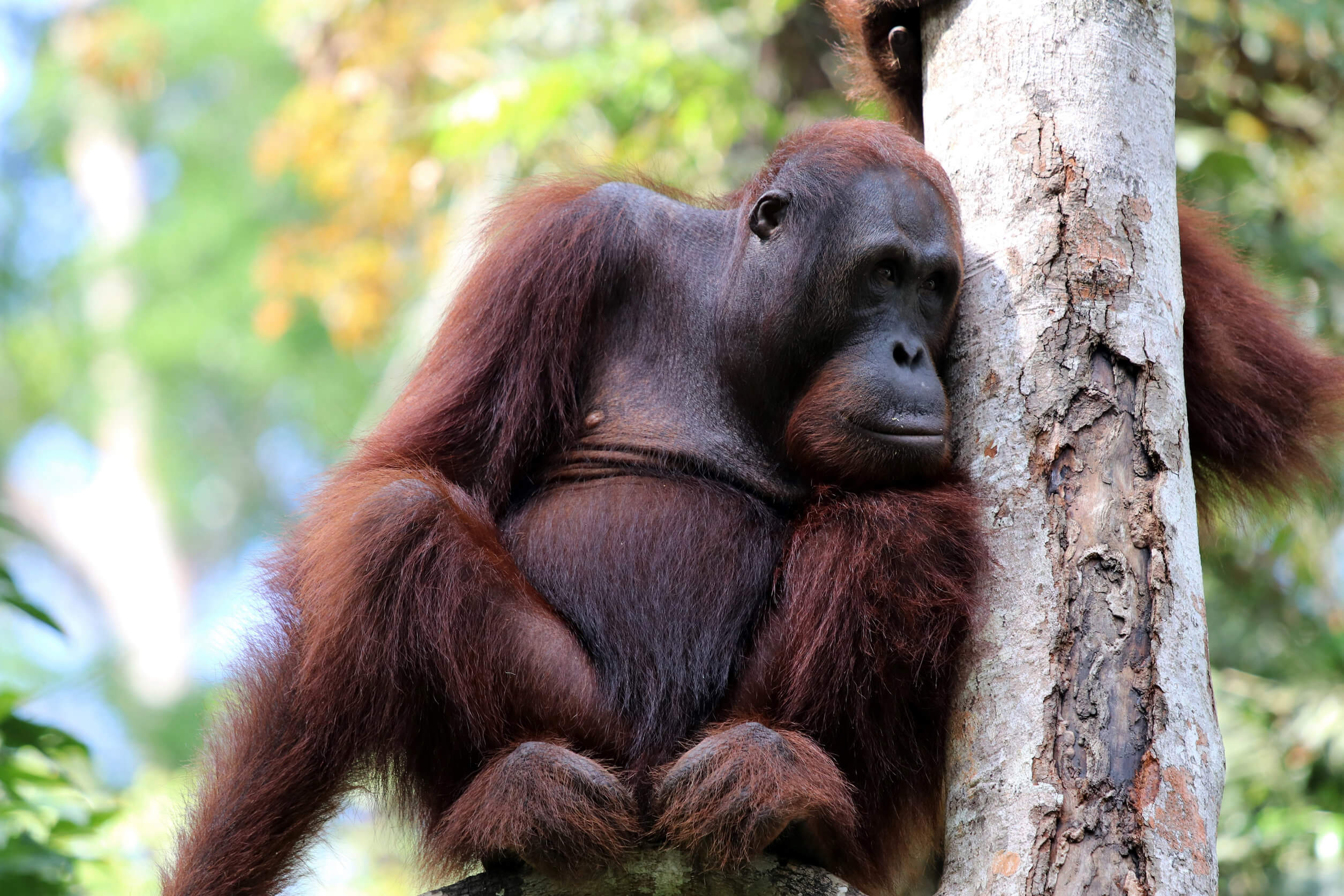 Orangután descansando.