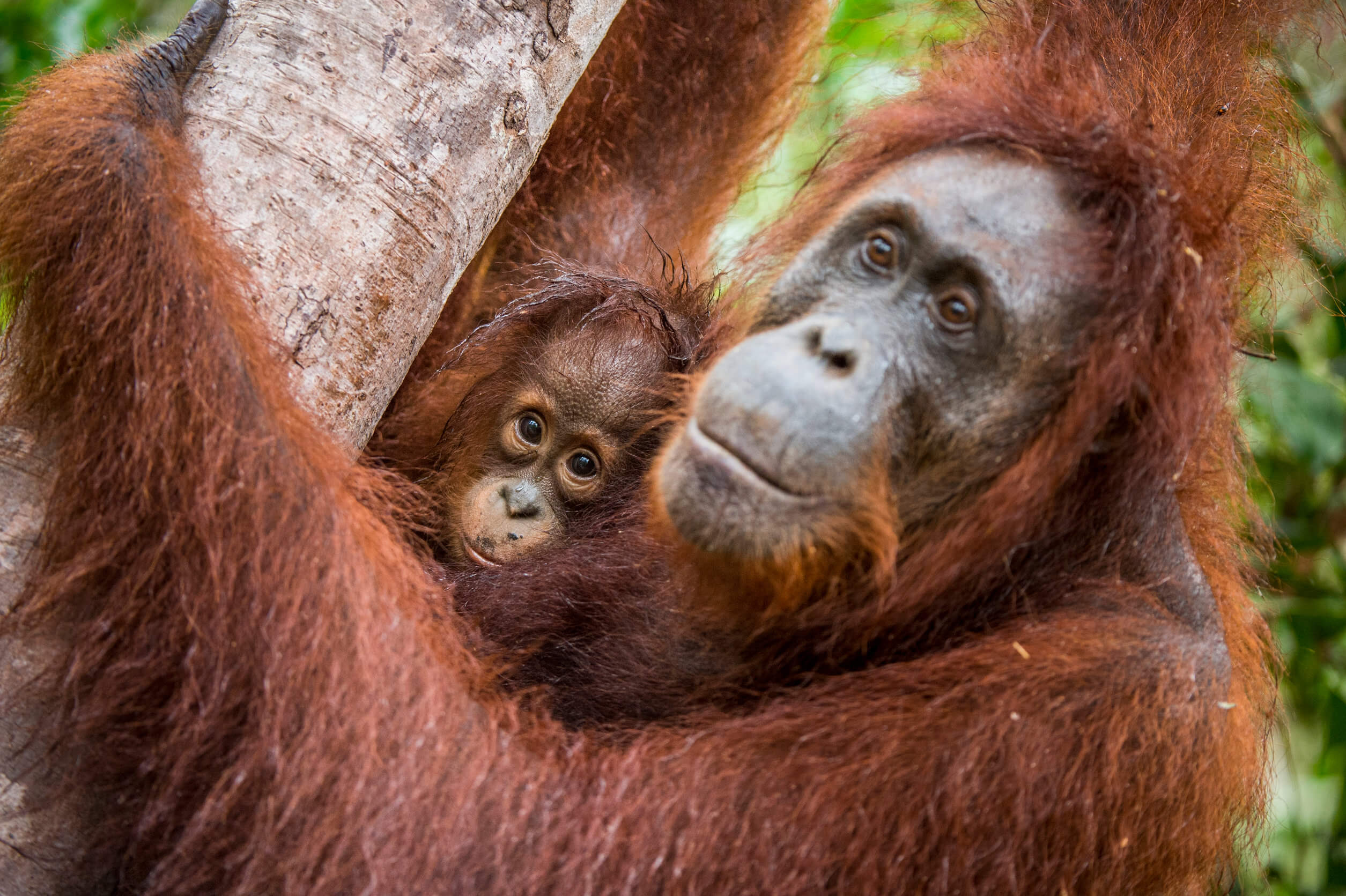 Orangutanes de Borneo en riesgo