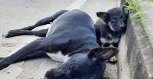 Cachorrita devastada se queda junto a su mamá en la carretera, esperando que se levante