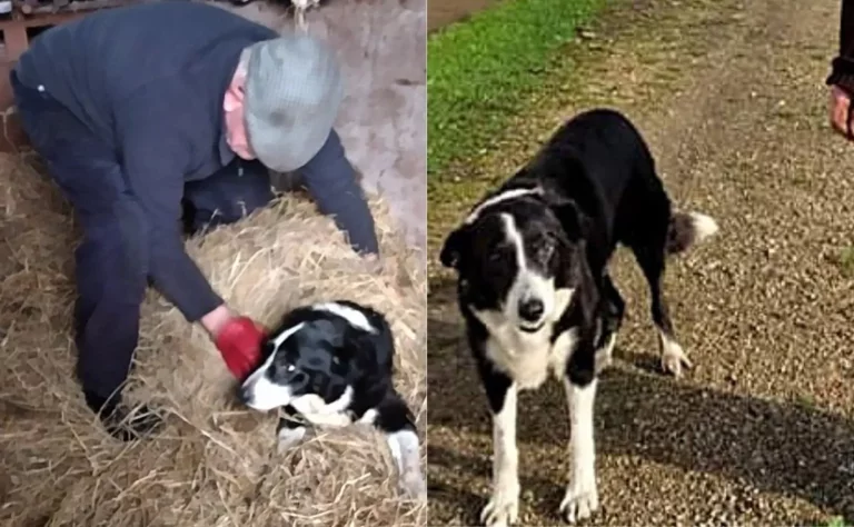 Skippy: Border Collie de 26 años, perrito más viejo de Irlanda