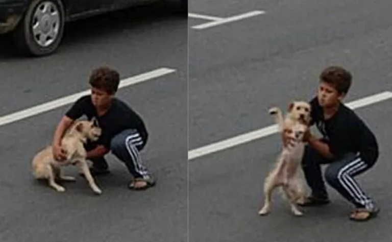 Niño detiene el tránsito para rescatar un perrito atropellado y poder llevarlo a un lugar seguro