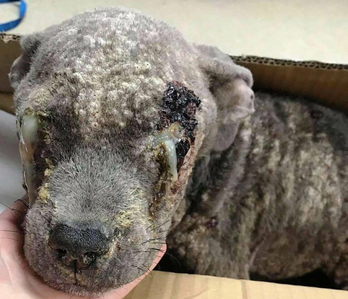 Perkins, el perrito maltratado