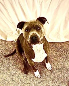 El perrito recuperado