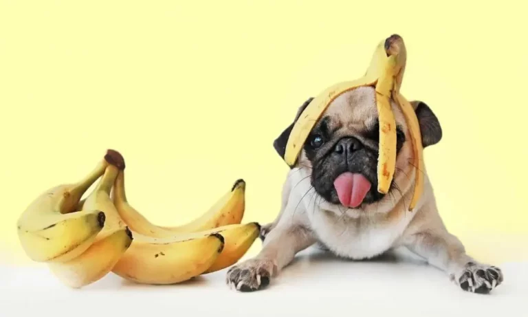 ¿Pueden los perros comer plátano?