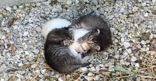 Gatitos abandonados protegen a su hermanita aferrándose a ella