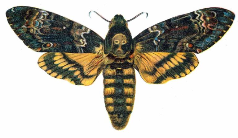 La mariposa de la muerte: características y curiosidades