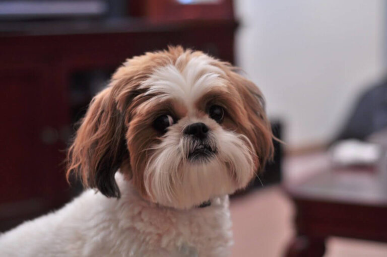 Shih-poo: todo sobre esta raza