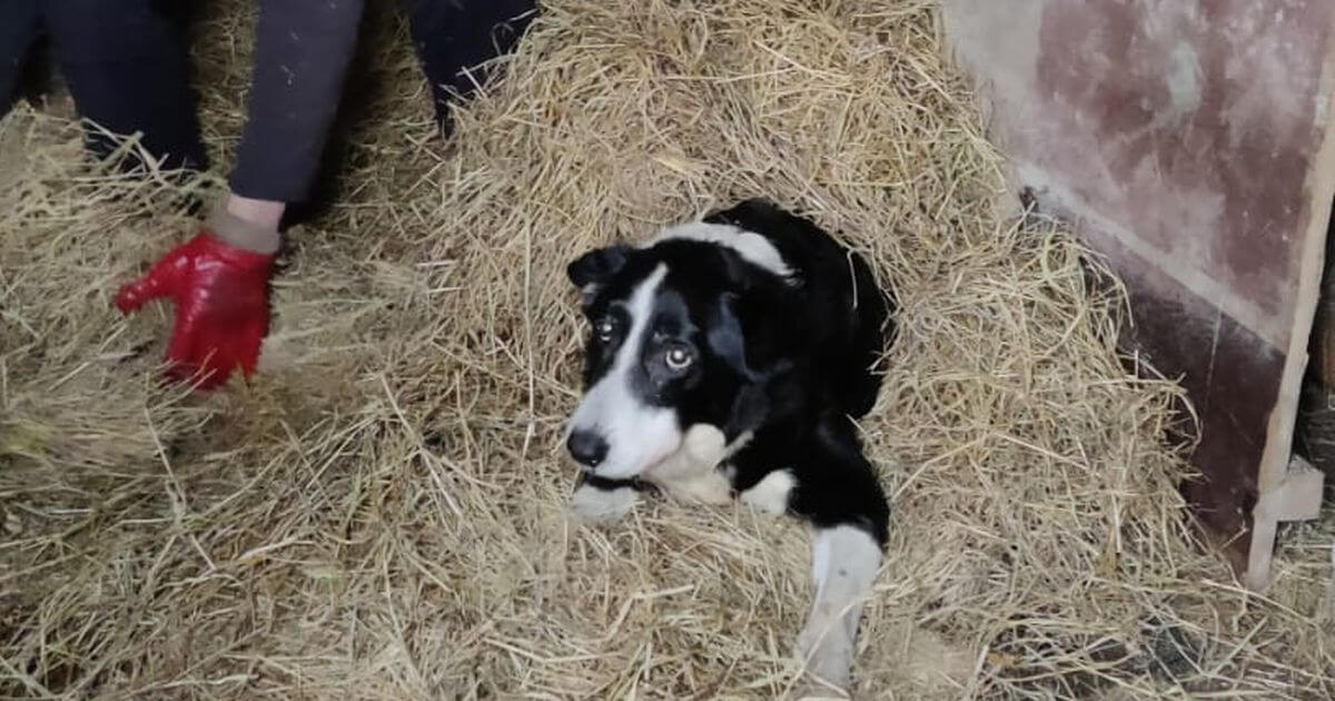 Skippy, el Border Collie más viejo de Irlanda