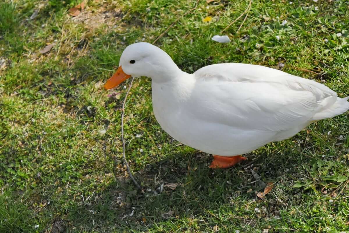 Todo lo que necesitas saber sobre los patos pekineses
