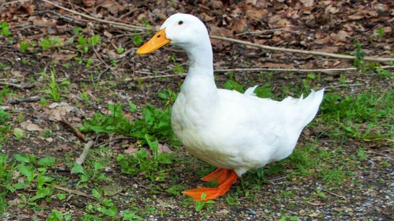 ¿Se pueden tener patos como mascotas?