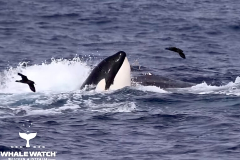 Ballena jorobada sobrevive a cacería de grupos de orcas durante varias horas