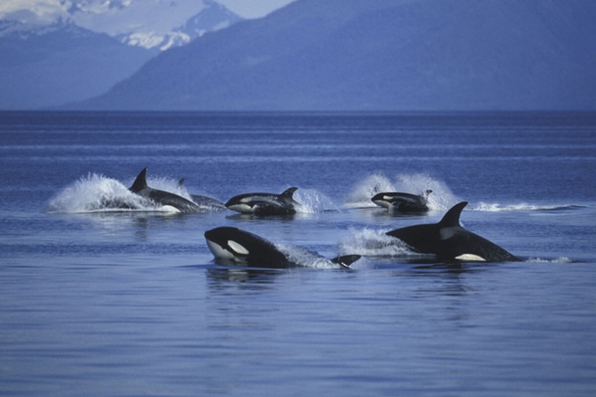 Las orcas casan en manada. Foto: Getty Images.