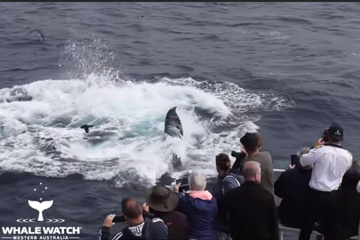 La ballena jorobada sobrevive ante la mirada de científicos y turistas.
