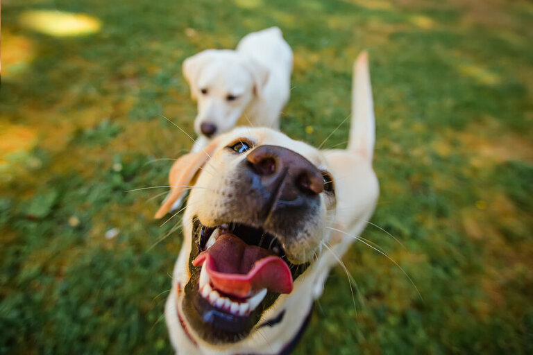 7 nombres para perros de caricaturas famosas