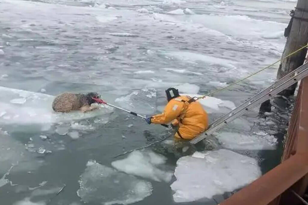 Bombero rescata a un perrito varado en un río congelado