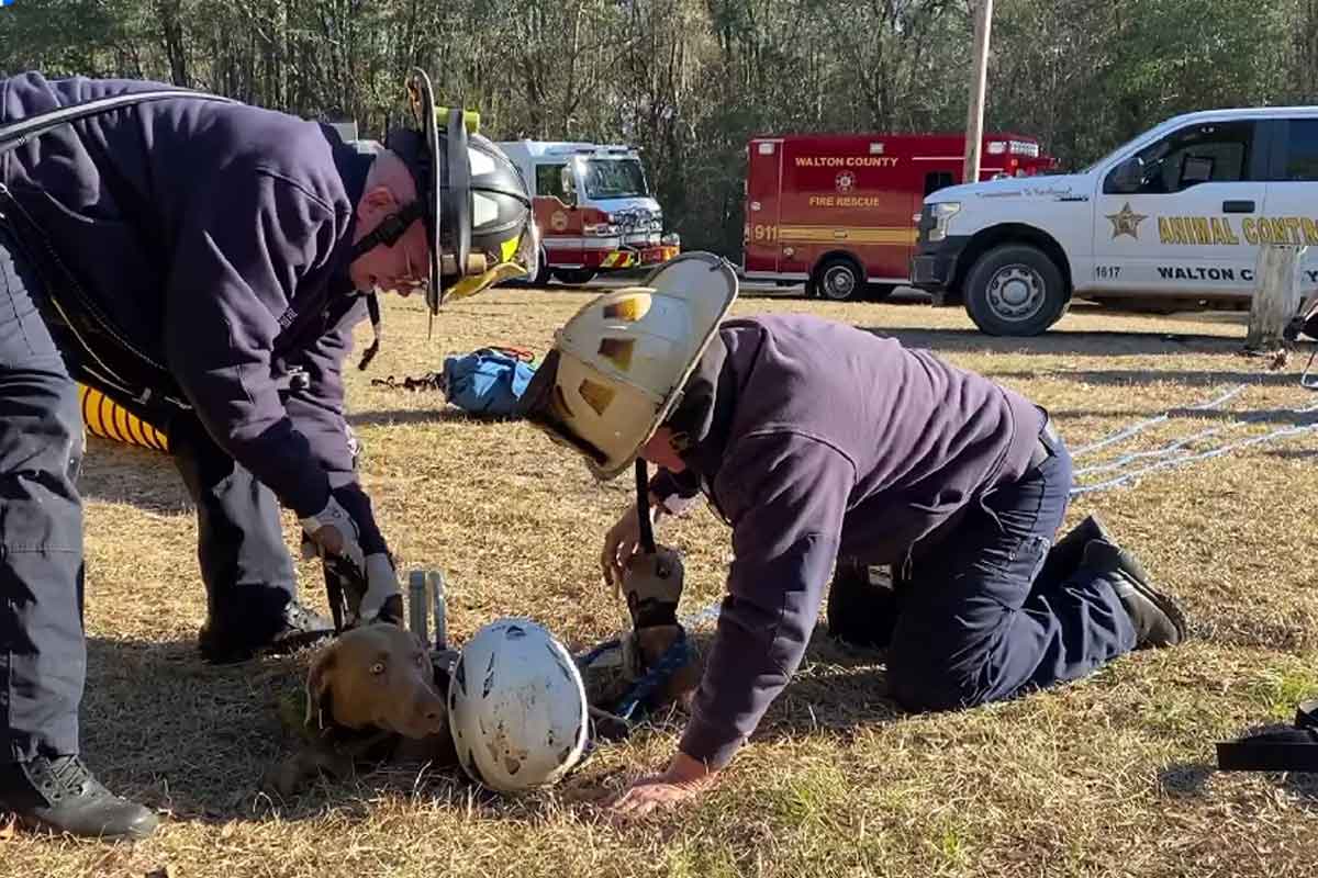 bombero salvó la vida de un perrito que cayó a un profundo hoyo.