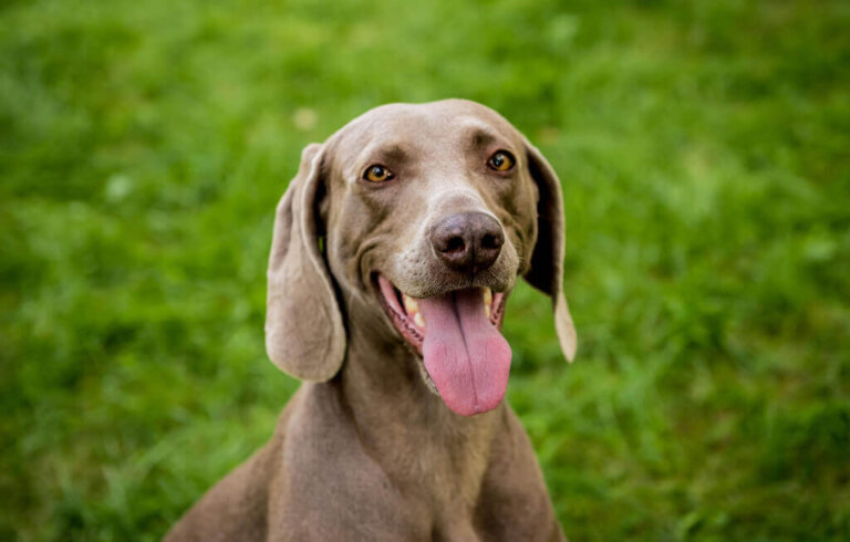 Enfermedades más comunes del perro weimaraner