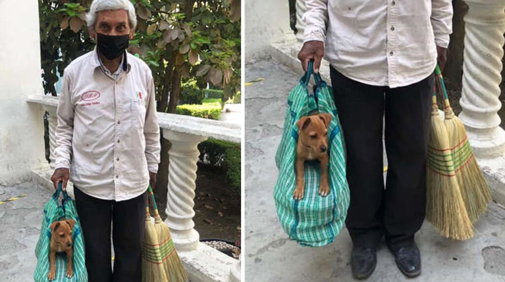 Abuelito vende escobas junto a su perrito para sobrevivir, lo lleva a todos lados