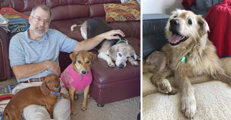 Hombre inauguró asilo para perritos que fueron abandonados en su vejez