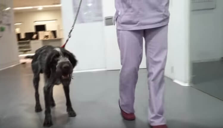 El perrito que pudo volver a caminar debido a la ayuda de sus héroes 