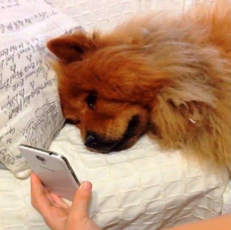 El perrito en la videollamada