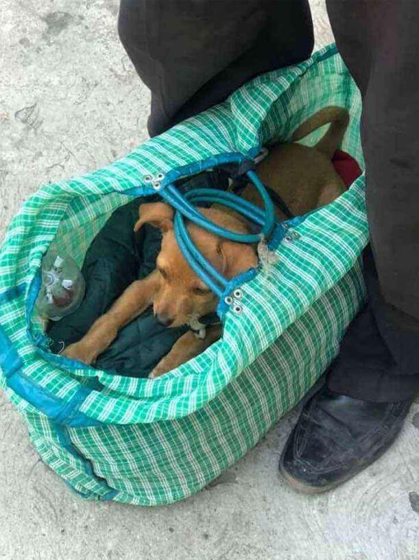 El perrito en su bolsa