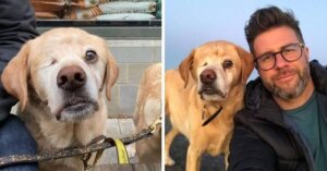 Veterinario defiende a su perrito cuando un extraño le dice tuerto