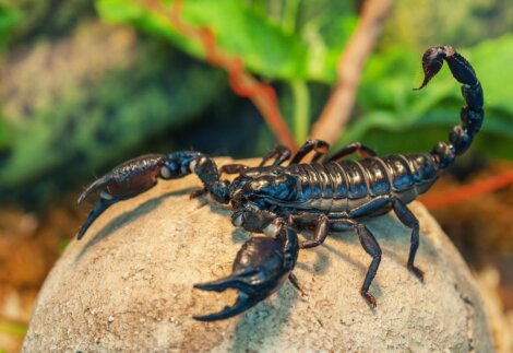 Los 13 escorpiones más venenosos del mundo