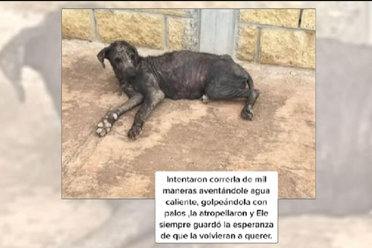 Ele es una perrita que fallece sin conocer el amor verdadero.