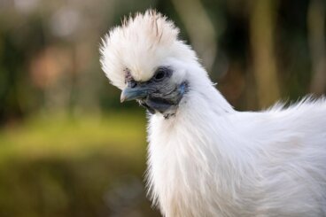 Gallina sedosa: características y cuidados
