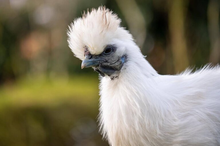 Gallina sedosa: características y cuidados